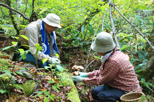 Mushroom Hunting and Hiking Course